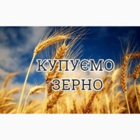 Компанія закуповує пшеницю, сою ГМО як вологу так і суху кукурудзу (Вологість до 45)