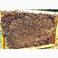 Продам бджолопакети 120шт, карпатка, Закарпаття, Берегово