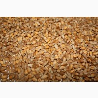 Продам пшеницу, 2 класс-2000т., 3 класс-2000т.(ДСТУ)