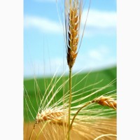 КУПЛЮ пшеницу 2 класс