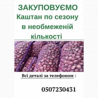 В сезон закуповуємо Каштан в необмеженій кількості запрошуємо до співпраці