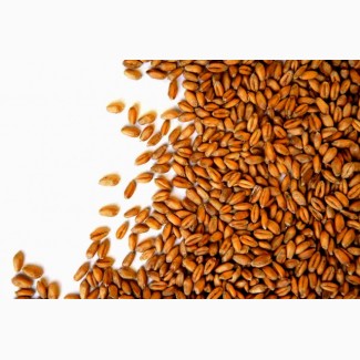 Продам пшеницю 2000 тонн, Вінницька область