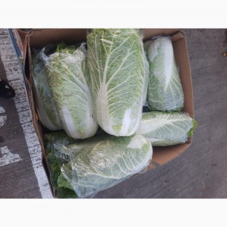 Продам пекінську капусту в Києві