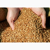 Продам пшеницю фураж 500 тонн, Черкаська область, Христинівка