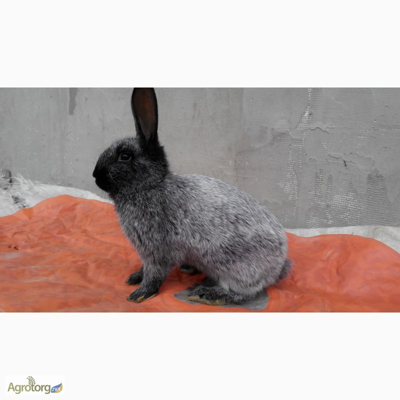Фото 4. Кролики Полтавське срібло