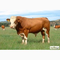 Куплю велику рогату худобу: бичків, корів, телят