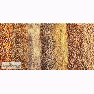 Продам зерносмесь (ячмень, пшеница), 3100 грн