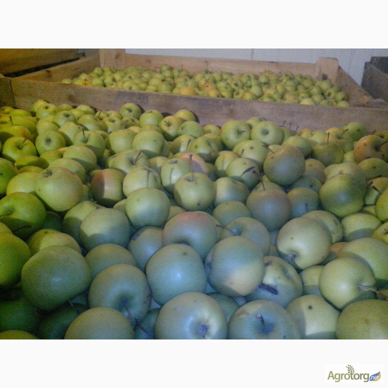 Фото 4. Продам яблоко с холодильника, Донецкая область