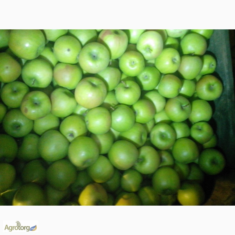 Фото 9. Продам яблоко с холодильника, Донецкая область