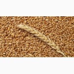 Продам пшеницу и кукурузу зерно