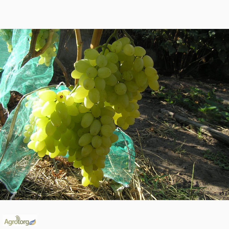 Фото 7. Саженцы винограда, черенки