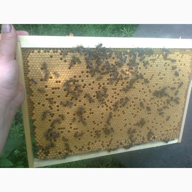 Фото 3. Пчеломатки-Бджоломатки карпатка