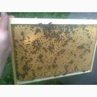 Пчеломатки-Бджоломатки карпатка