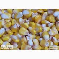 Семена кукурузы гибрида Одесский 385 М (F1) от производителя. (ФАО 380)