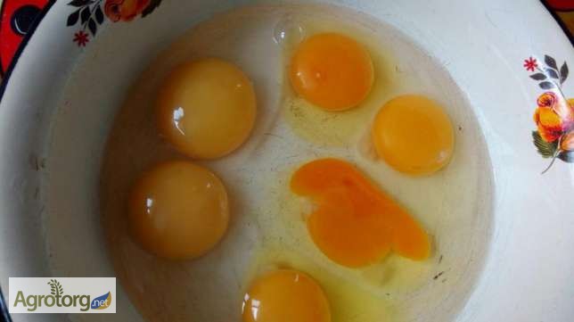 Фото 3. Продам инкубационное яйцо домашних кур