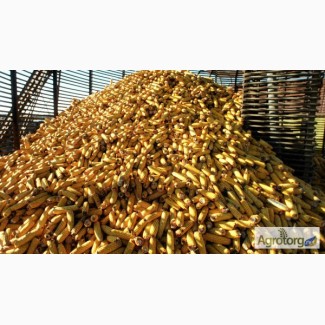 Купим постоянно Кукурузу фуражную всей территории Украины