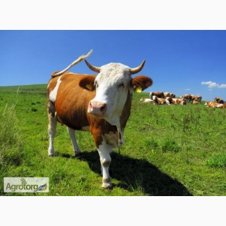 Куплю коров живым весом от 30 голов