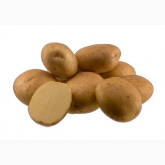 Товарный картофель от производителя оптом, всегда в наличии 7 сортов
