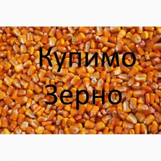 Закуповуємо відходи кукурудзи (вологу кукурудзу, чи не кондицію) по Дніпропетровщині