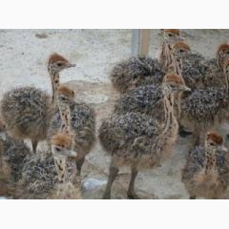 Продам молодняк африканського страуса