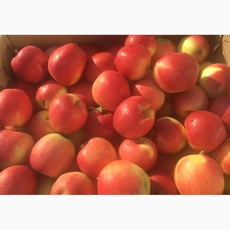 Фото 2. Продажа яблок: Гала, урожай 2018 г