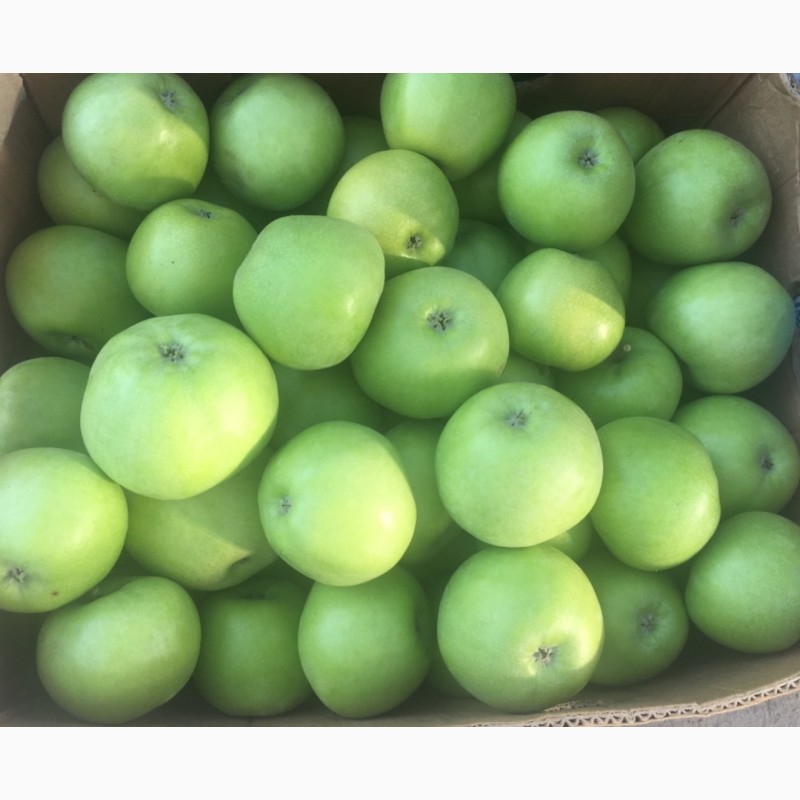 Фото 3. Продажа яблок: Гала, урожай 2018 г