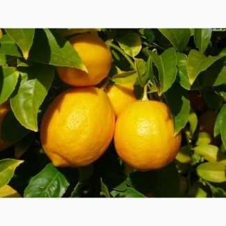 Продаем лимон Турция оптом