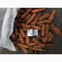 Морковь второго сорта