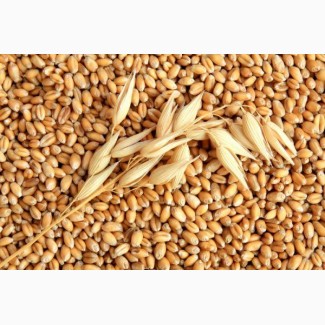 Крупная компания на постоянной основе и на выгодных условиях закупает пшеницу