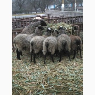 Романовские овцы, овцематки