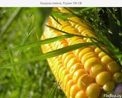 Фото 2. Закупка кукурузы. Самовывоз с поля, хозяйства, элеватора