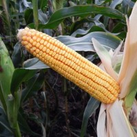 Продам насіння кукурудзи Жетон 265 МВ, ФАО 260