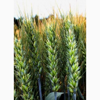 Семена озимой пшеницы Сталева, урожайность 86, 2 ц/га