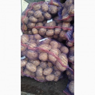 Продам посадочный картофель Галла-40 тонн. 7.80 грн с места.Реальный продавец