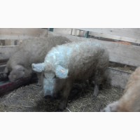 Ремонтные свинки породы Венгерская Мангалица 8- 9 месяцев ЦЕНА ДОГОВОРНАЯ