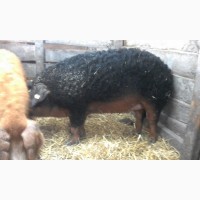 Ремонтные свинки породы Венгерская Мангалица 8- 9 месяцев ЦЕНА ДОГОВОРНАЯ