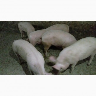 Продам свиней F2 живою вагою