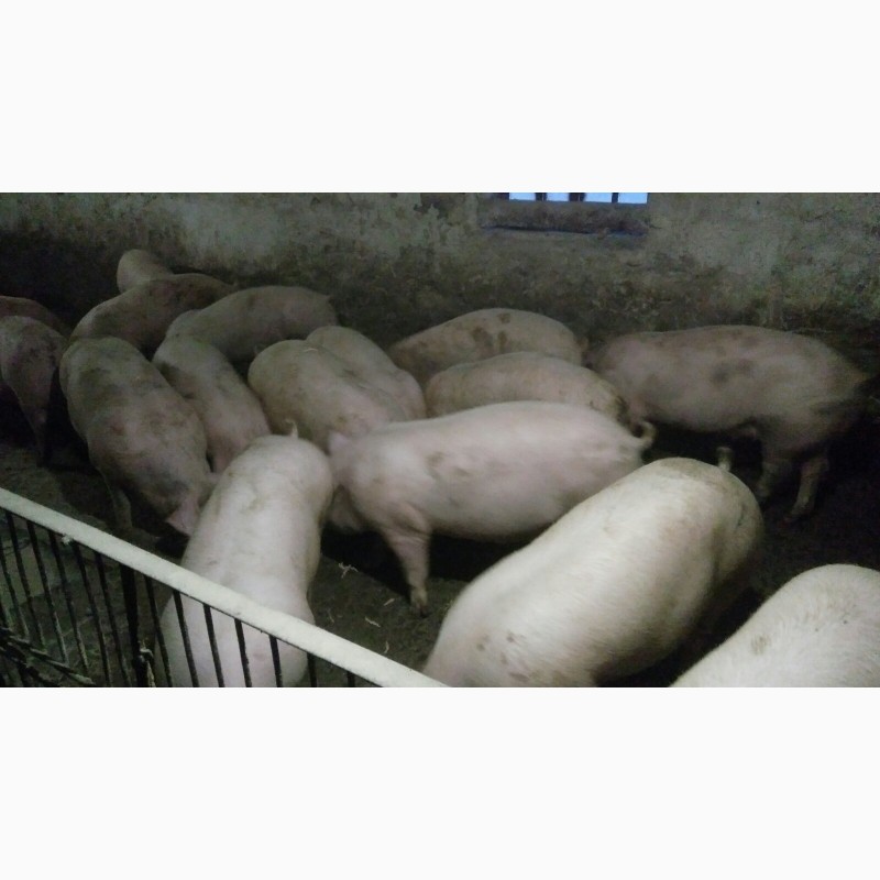 Фото 2. Продам свиней F2 живою вагою
