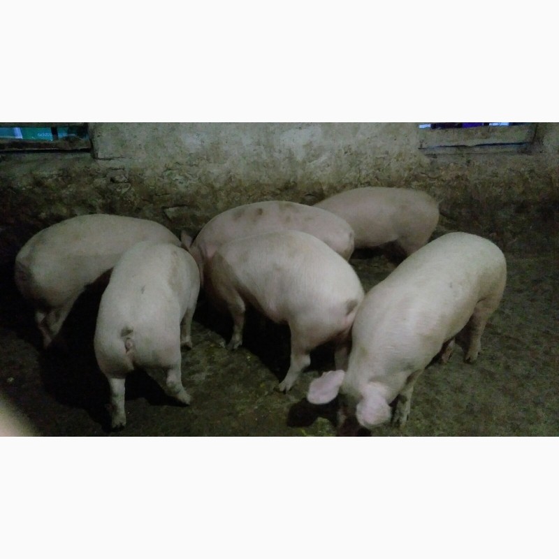 Фото 3. Продам свиней F2 живою вагою