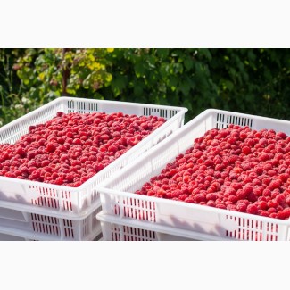 Куплю ягоди малини