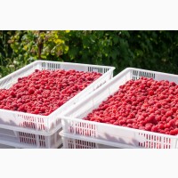 Куплю ягоди малини