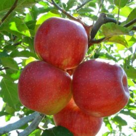 Фото 4. Саженцы элитных сортов плодово ягодных более 1200 товаров питомник