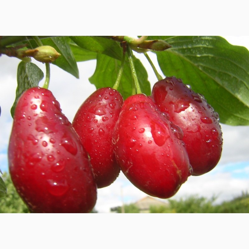 Фото 5. Саженцы элитных сортов плодово ягодных более 1200 товаров питомник