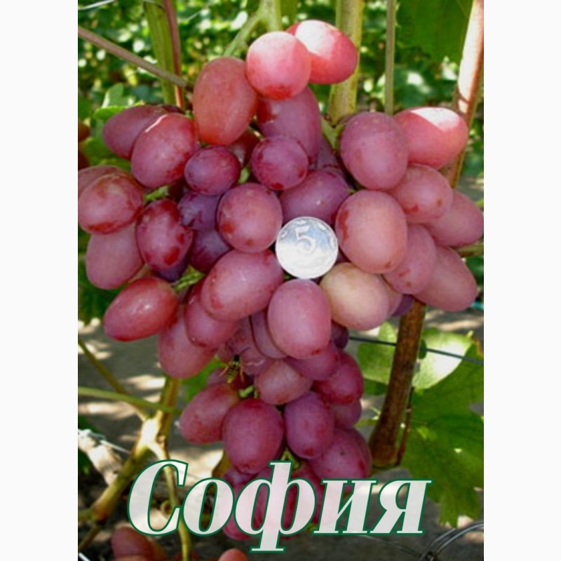 Фото 7. Саженцы элитных сортов плодово ягодных более 1200 товаров питомник