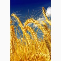 КУПЛЮ пшеницу фураж (4класс)