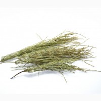 Хвощ полевой (трава) фасовка от 100 грамм - 1 кг