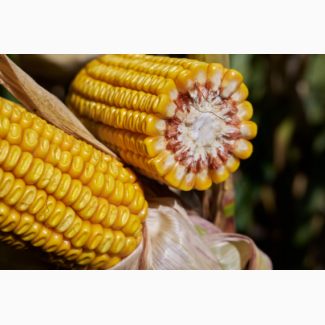 RAGT насіння кукурудзи РЖТ МАККСАЛІЯ