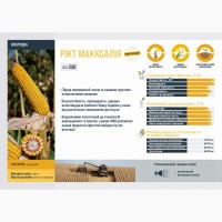 RAGT насіння кукурудзи РЖТ МАККСАЛІЯ