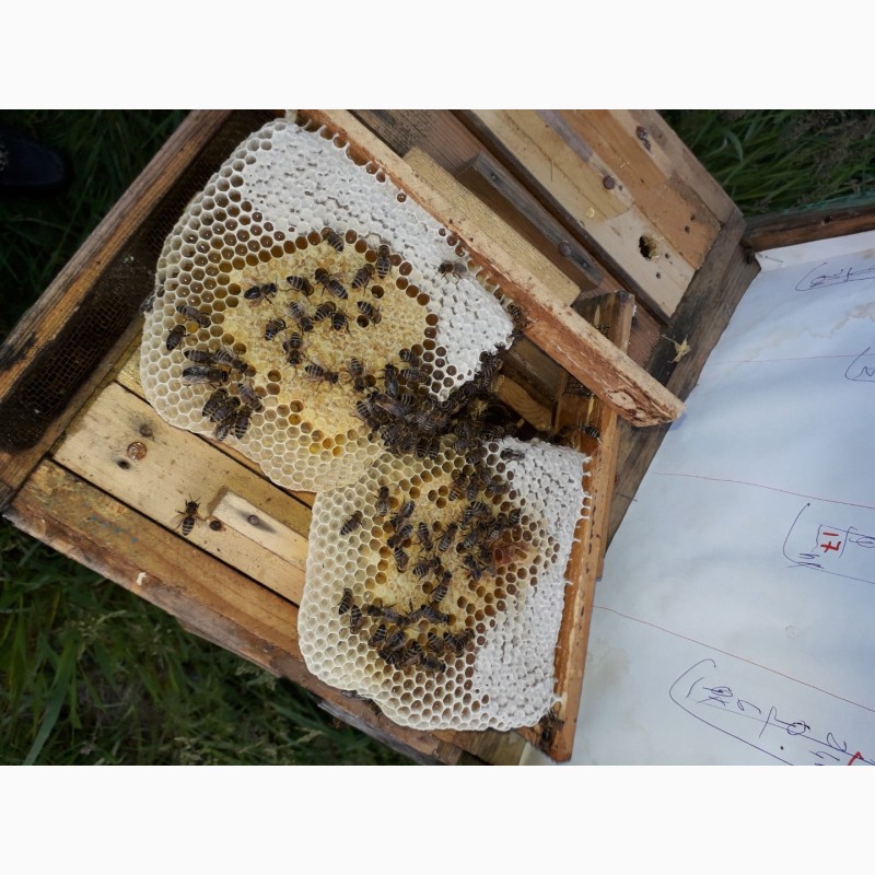 Фото 5. Бджоломатки/ПЛІДНІ бджолинні матки