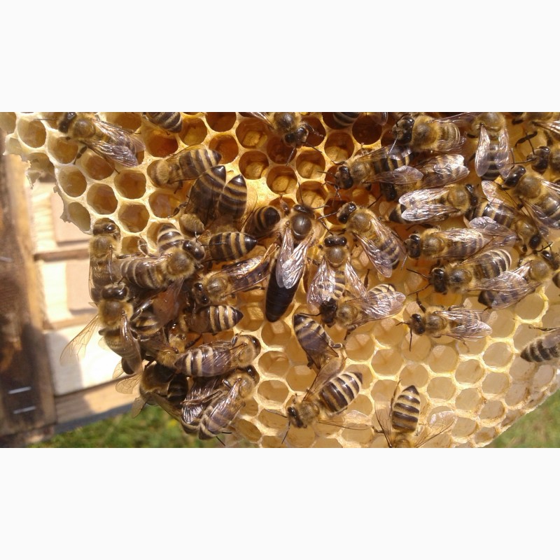 Фото 6. Бджоломатки/ПЛІДНІ бджолинні матки